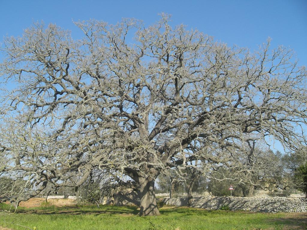 Masseria Uccio Alojamento de Acomodação e Pequeno-almoço 3*