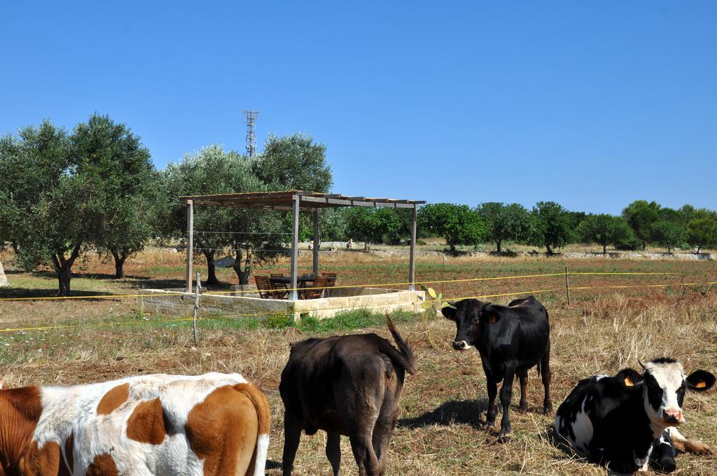 Alojamento de Acomodação e Pequeno-almoço Masseria Uccio