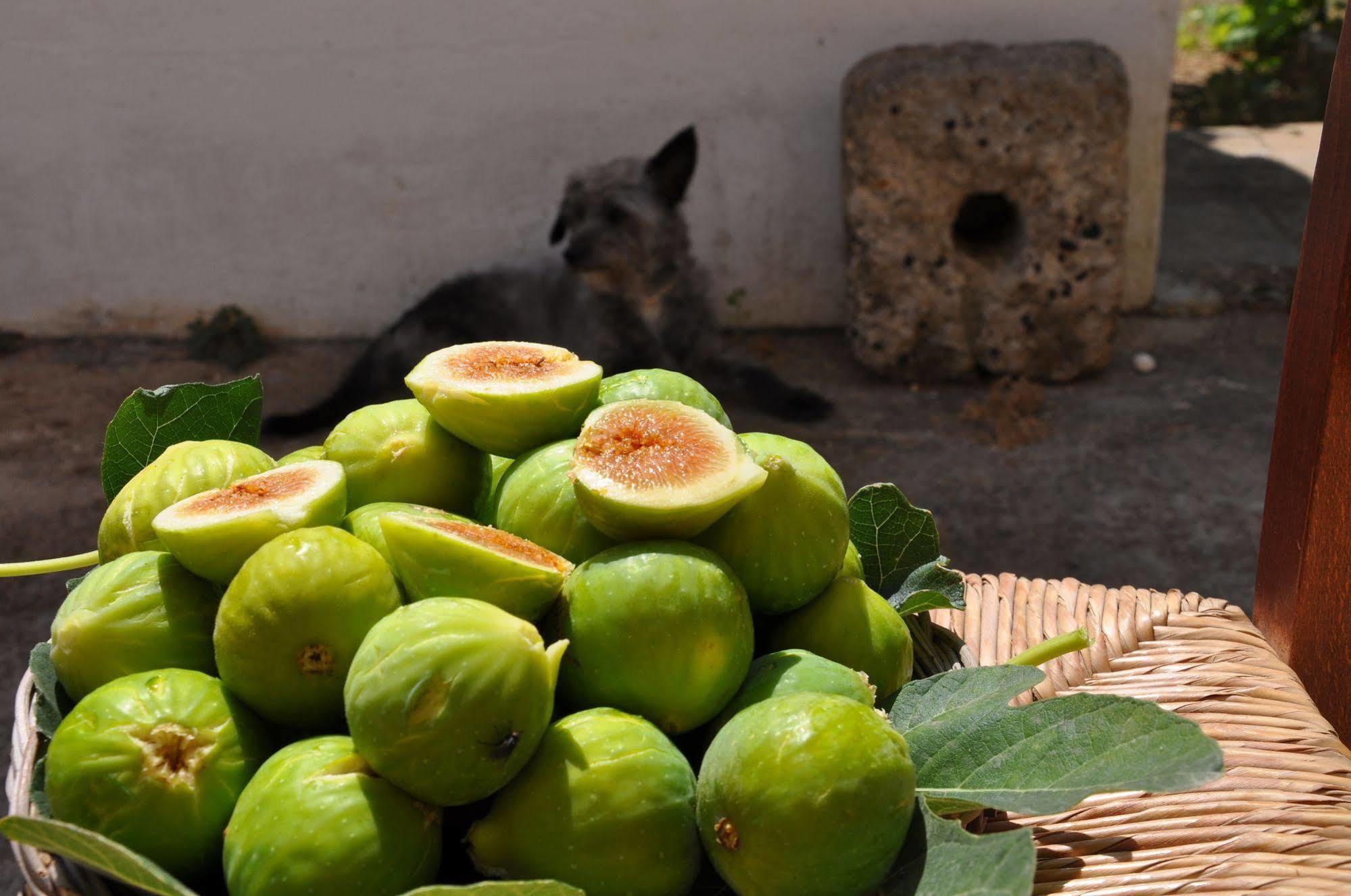 Masseria Uccio Alojamento de Acomodação e Pequeno-almoço