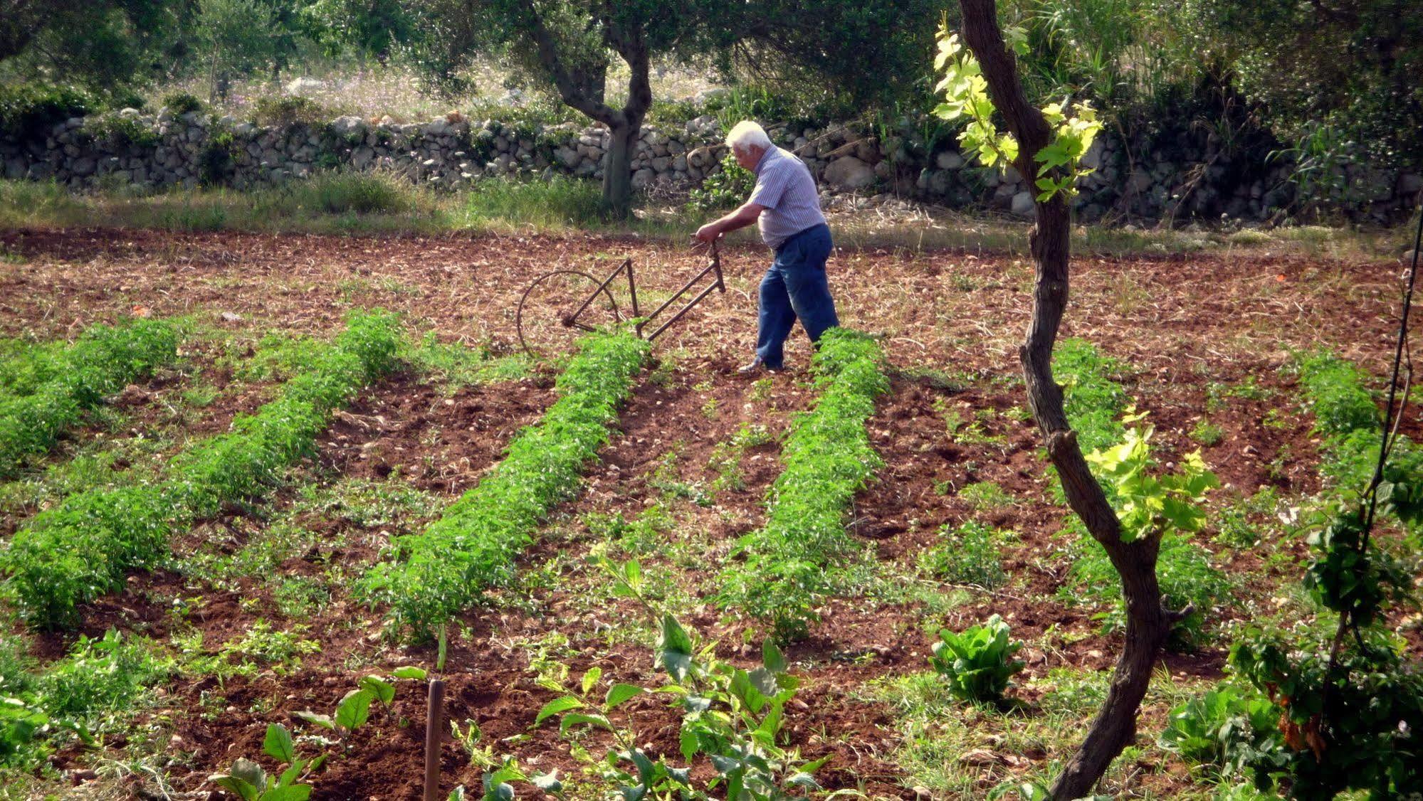 Masseria Uccio Alojamento de Acomodação e Pequeno-almoço 3*